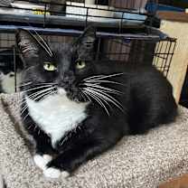 Thumbnail photo of Lola #1