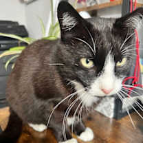 Thumbnail photo of Pops #1