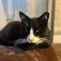 Thumbnail photo of Pops #2