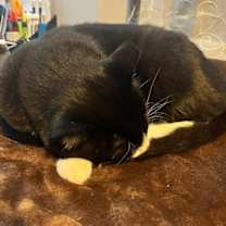 Thumbnail photo of Pops #3