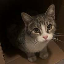 Thumbnail photo of Miss Biscuits #2