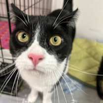 Thumbnail photo of Melvin #2