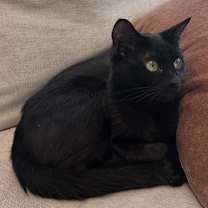 Thumbnail photo of Soba #2