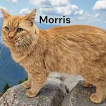 Thumbnail photo of Morris #1
