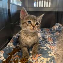 Thumbnail photo of Taylor #2