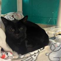 Thumbnail photo of Quark #1