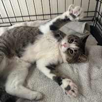 Thumbnail photo of Boots #3