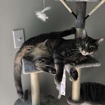 Thumbnail photo of Louie #4