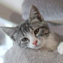 Thumbnail photo of Snowball-No longer accepting apps #2