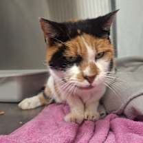 Thumbnail photo of Suzie #1