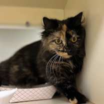 Thumbnail photo of Allen~s25/26-0311i #2