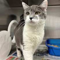 Thumbnail photo of Nelson #1