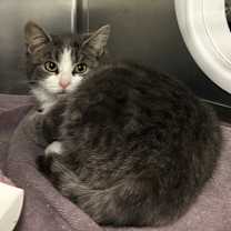 Thumbnail photo of Bottlebrush Tree #1