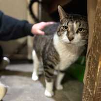 Thumbnail photo of Corn Dog #2