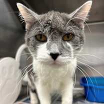 Thumbnail photo of Nelson #2