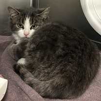 Thumbnail photo of Bottlebrush Tree #2