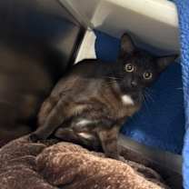 Thumbnail photo of Momma Patches #3