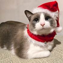 Thumbnail photo of Marshmallow #1