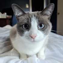 Thumbnail photo of Marshmallow #2