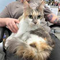 Thumbnail photo of MooCow #2