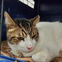 Thumbnail photo of Wilson #2