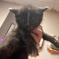 Thumbnail photo of Foxtrot #2