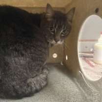 Thumbnail photo of Ms Grey #2