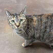 Thumbnail photo of Xena Warrior Princess #1