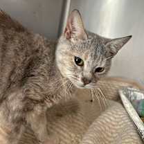 Thumbnail photo of Pounce (aka Poole 9) #2