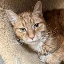 Thumbnail photo of Savage - KBC #1