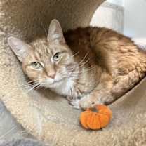 Thumbnail photo of Savage - KBC #2