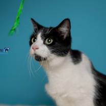 Thumbnail photo of Sam #2