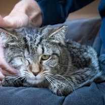 Thumbnail photo of Harvey (FCID# 11/03/2025 - 37 Trainer) #4