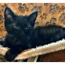 Thumbnail photo of Petey #1