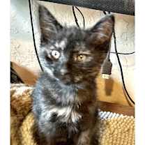 Thumbnail photo of Pinky #4