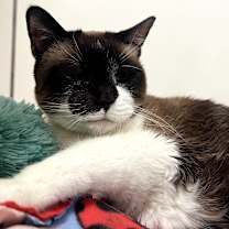 Thumbnail photo of Alaia #1