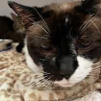 Thumbnail photo of Alaia #2