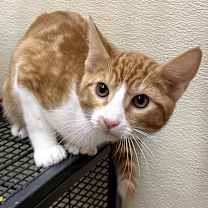 Thumbnail photo of HAMMY #1