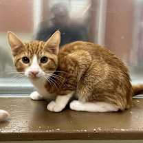 Thumbnail photo of HAMMY #2