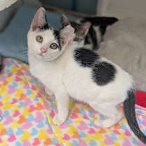 Thumbnail photo of Marshmallow 25-7050 #1