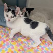 Thumbnail photo of Marshmallow 25-7050 #2