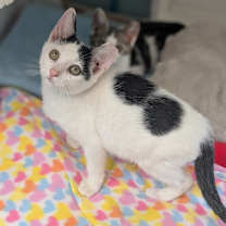 Thumbnail photo of Marshmallow 25-7050 #3