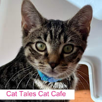 Thumbnail photo of Farfalle #1