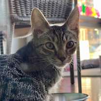 Thumbnail photo of Farfalle #2