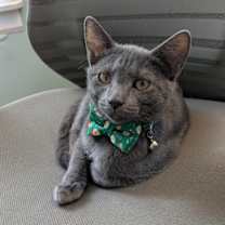 Thumbnail photo of Toad #1