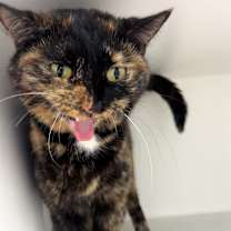 Thumbnail photo of Phoebe #2