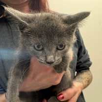 Thumbnail photo of Toad #3