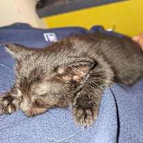 Thumbnail photo of Aspen #2