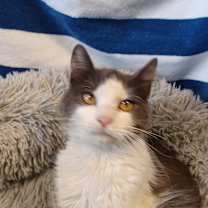 Thumbnail photo of Livy #2