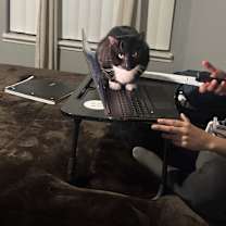 Thumbnail photo of Earl #2